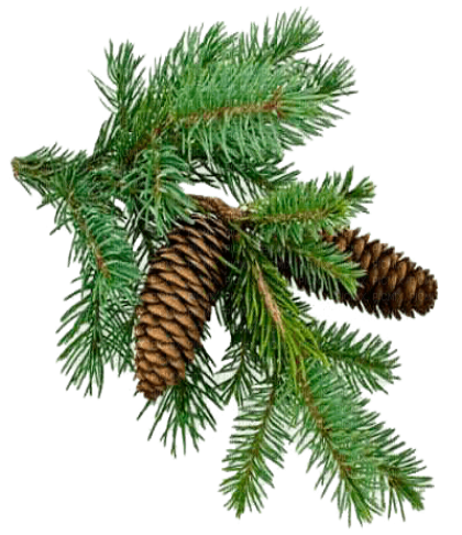 Christmas-tree branch, christmas , tree , branch , gif - PNG gratuit -  PicMix